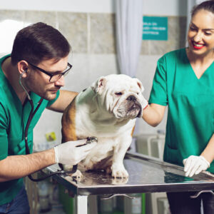 Veterinary